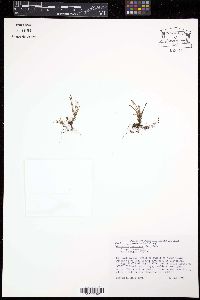 Cochlidium serrulatum image