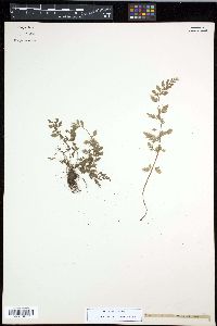 Asplenium varians image