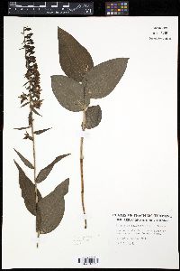 Epipactis helleborine image