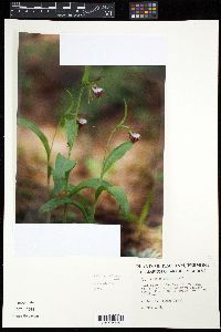 Cypripedium arietinum image