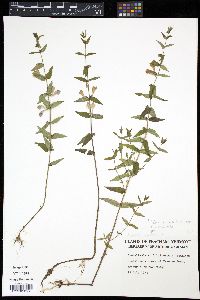 Scutellaria galericulata image