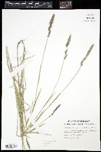 Muhlenbergia glomerata image