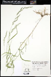 Muhlenbergia mexicana image