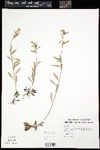 Oenothera perennis image