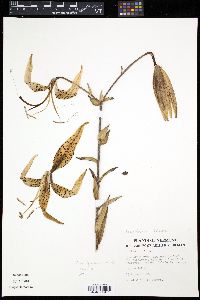 Image of Lilium tigrinum