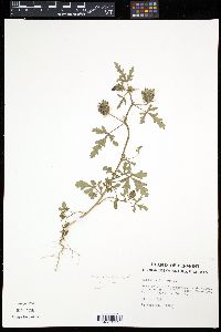 Hibiscus trionum image