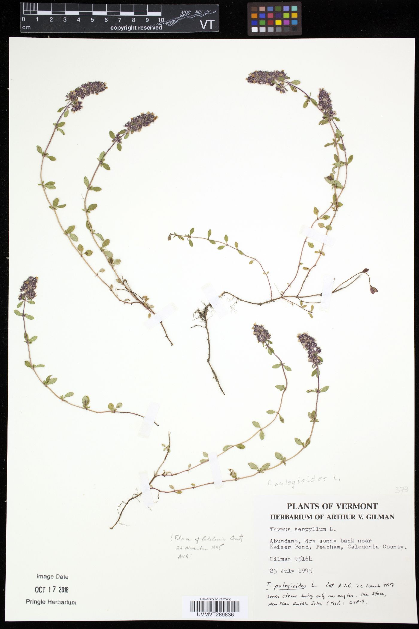 Thymus serpyllum image