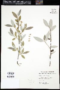Elaeagnus angustifolia image