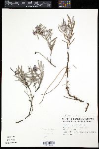 Andromeda polifolia var. latifolia image