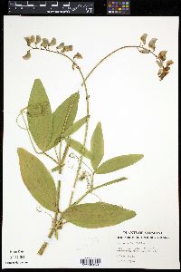 Lathyrus latifolius image