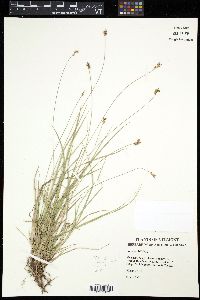 Carex peckii image