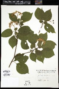 Cornus alternifolia image