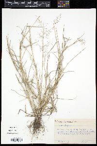 Eragrostis swallenii image