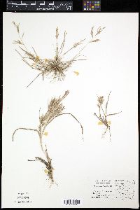 Eragrostis vahlii image