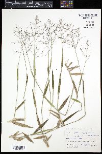 Panicum dichotomum image