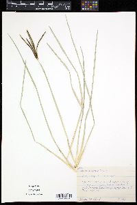 Eustachys petraea image