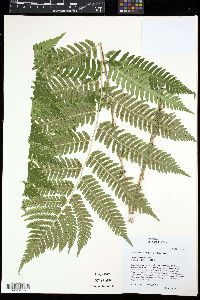 Dryopteris goldieana image