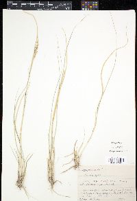 Pappophorum bicolor image