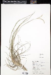 Paspalum notatum image