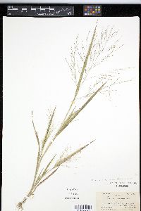 Panicum tuckermanii image