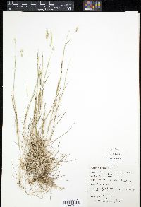 Hordeum pusillum image