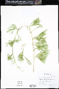 Image of Diphasiastrum sabinifolium