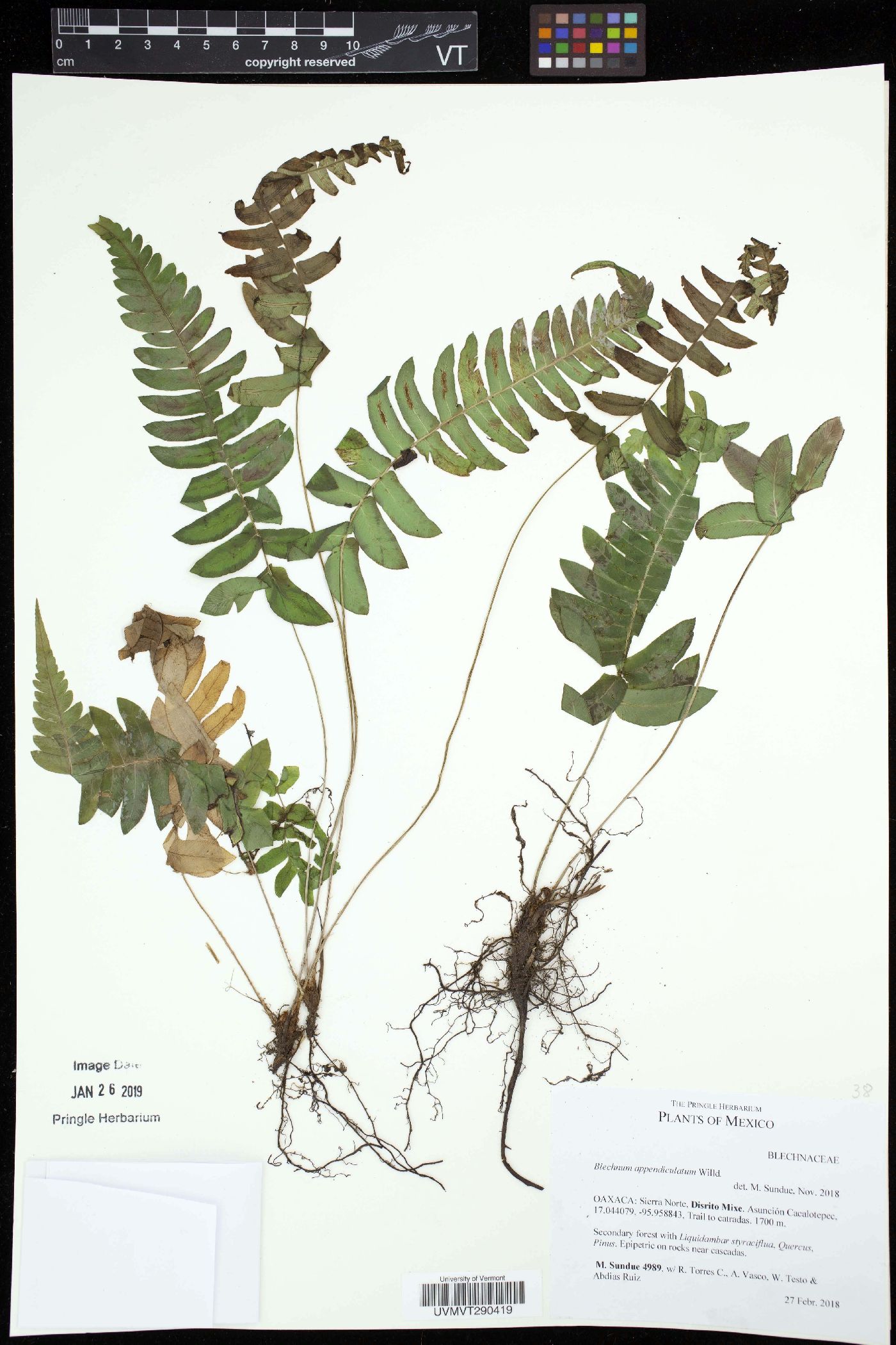 Blechnum appendiculatum image