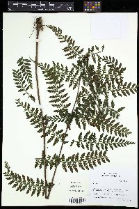 Asplenium blepharophorum image