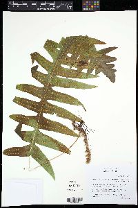 Polypodium arcanum image