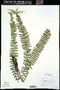 Asplenium potosinum image