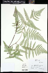 Pteridium aquilinum var. feei image