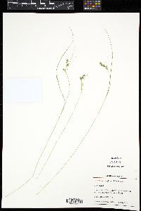 Carex swanii image