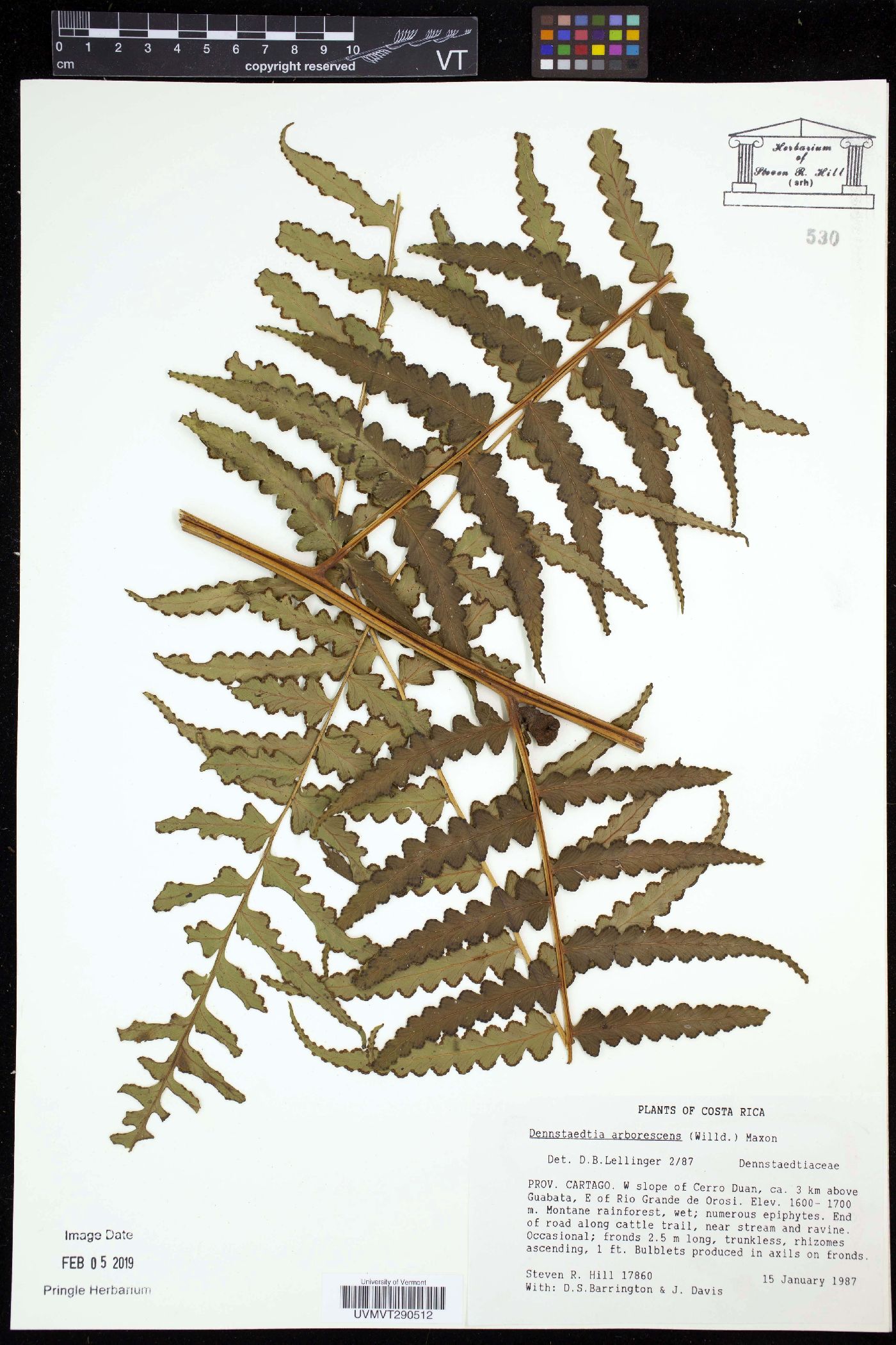 Dennstaedtia arborescens image