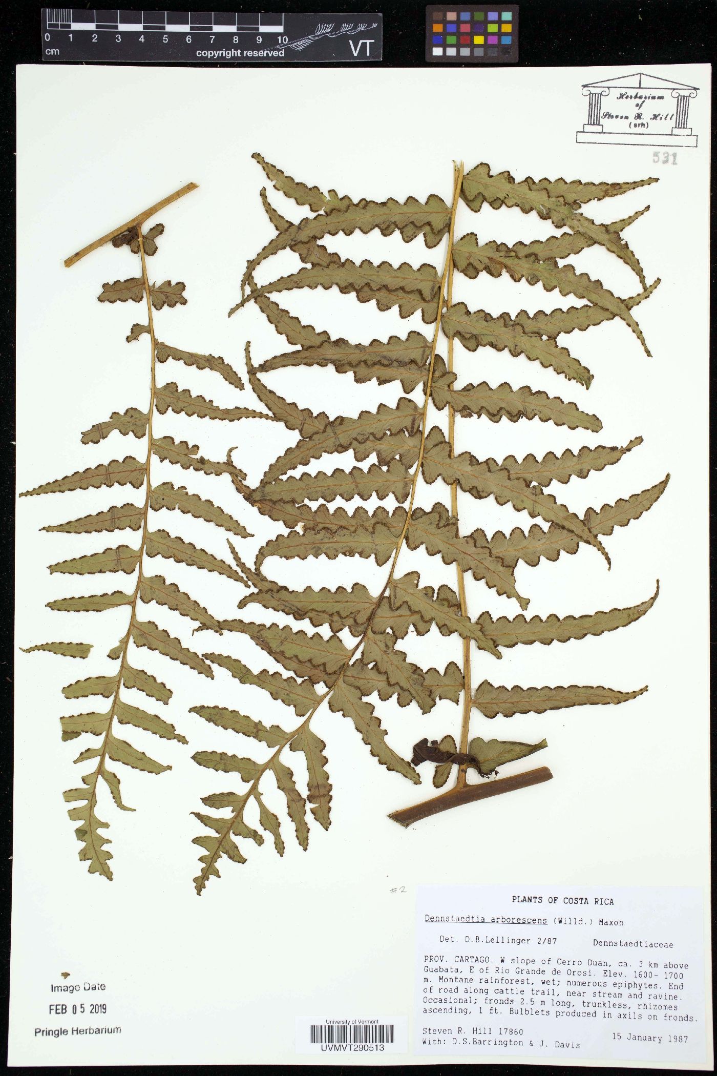 Dennstaedtia arborescens image