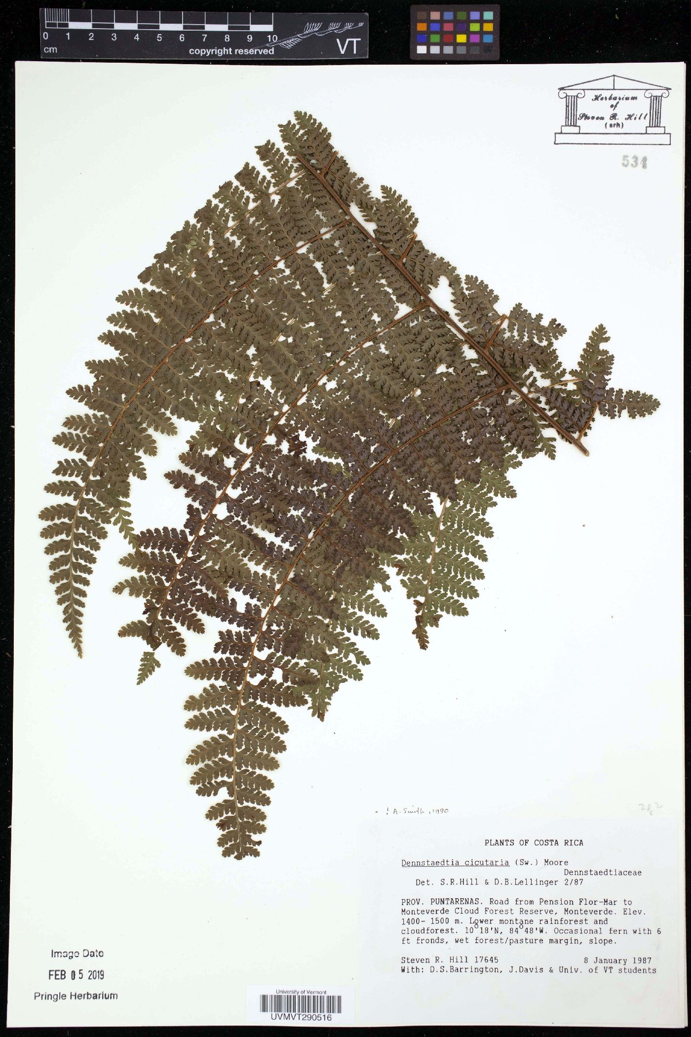 Dennstaedtia cicutaria image