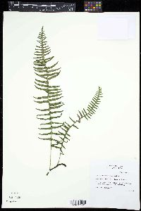 Serpocaulon loriciforme image