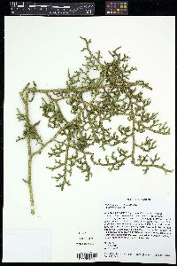 Media resource of Palhinhaea cerrojefensis