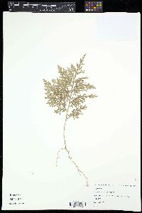 Selaginella tamariscina image