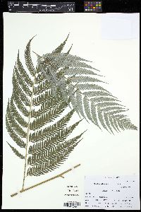 Cibotium taiwanense image