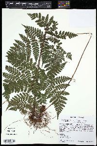 Image of Triplophyllum funestum