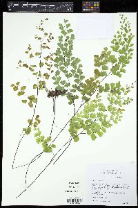 Adiantum capillus-veneris image