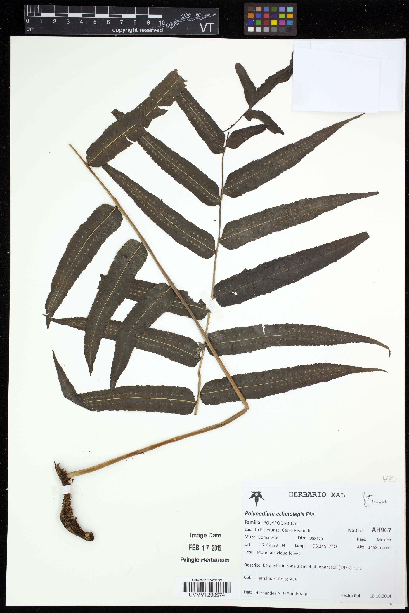Polypodium echinolepis image