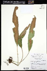 Elaphoglossum viride image