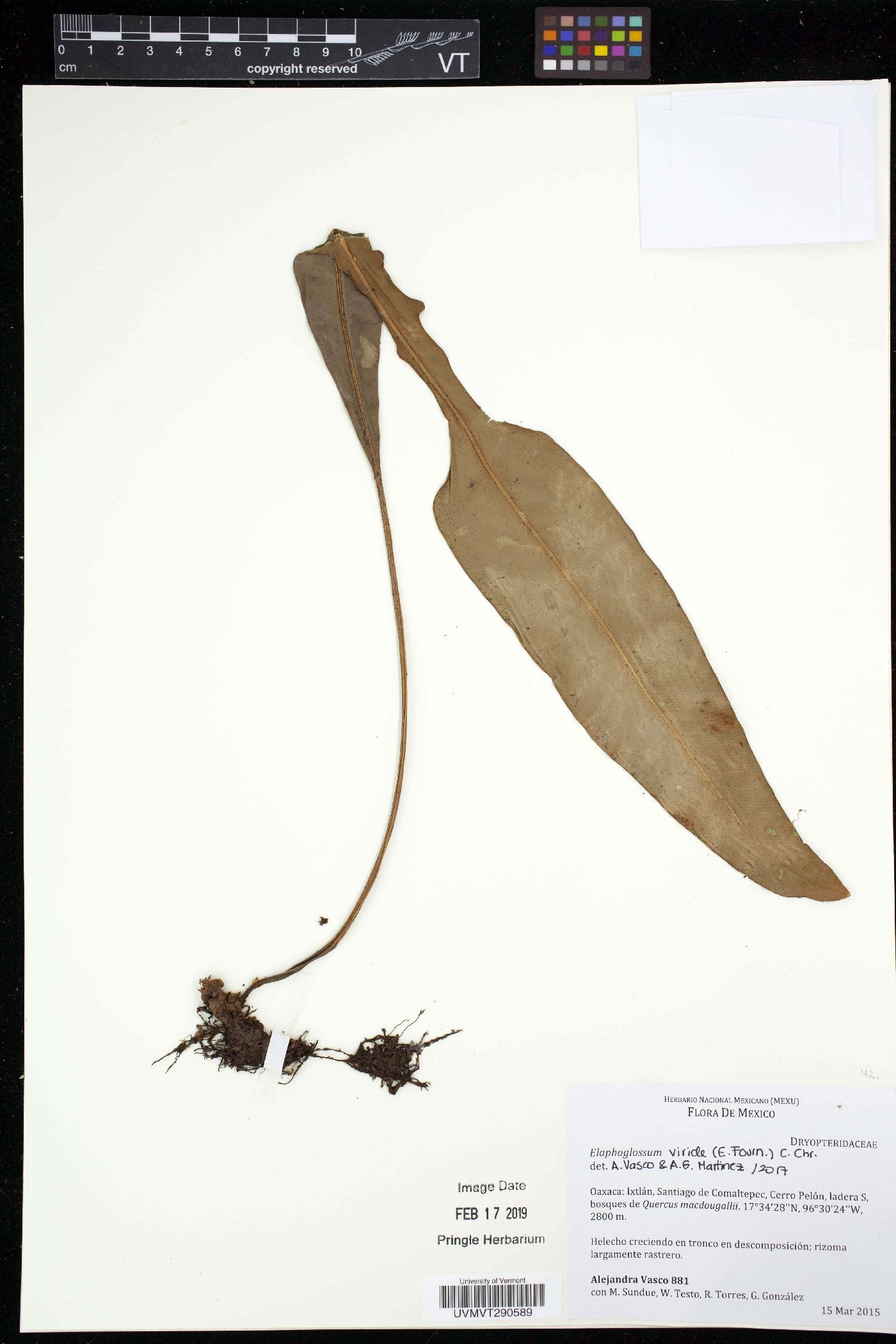 Elaphoglossum viride image