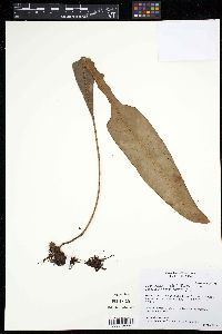 Elaphoglossum viride image