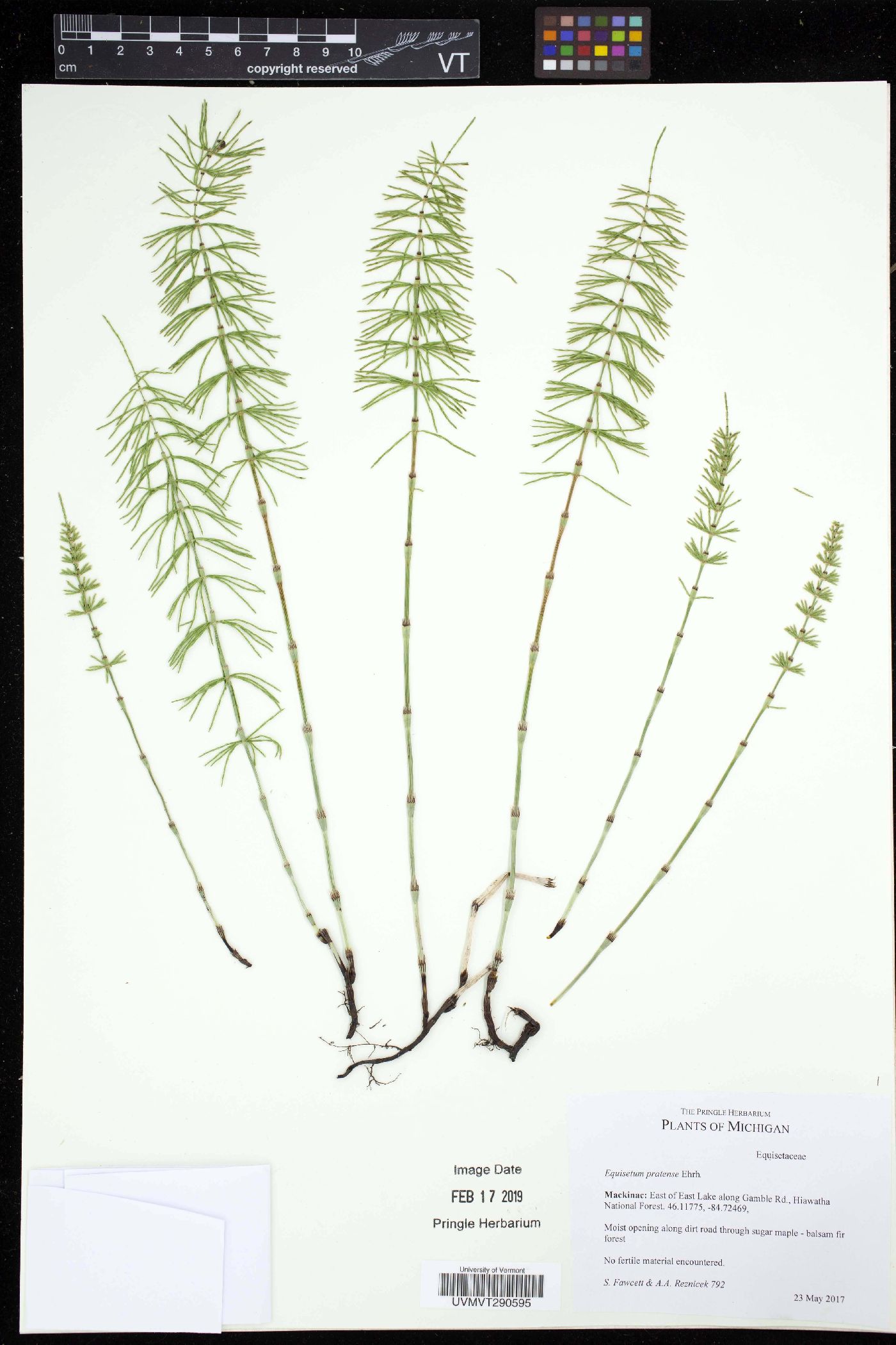 Equisetum pratense image