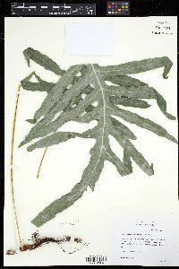 Image of Polypodium pseudoaureum