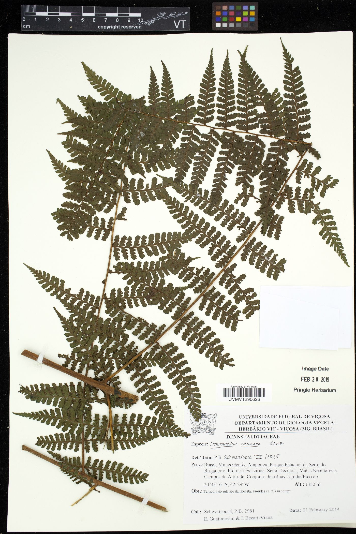 Dennstaedtia dissecta image