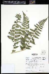 Dennstaedtia globulifera image