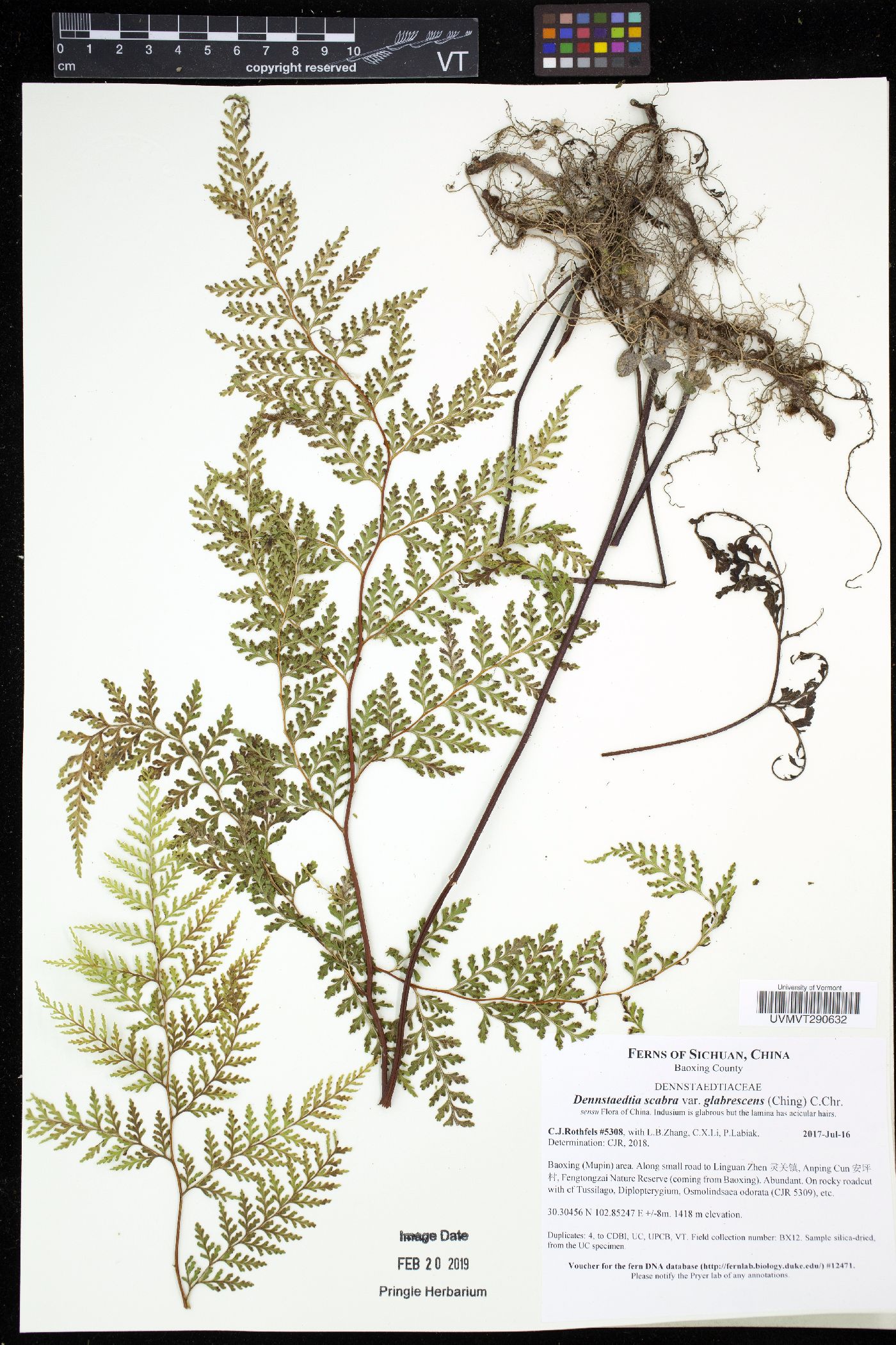 Dennstaedtia scabra image